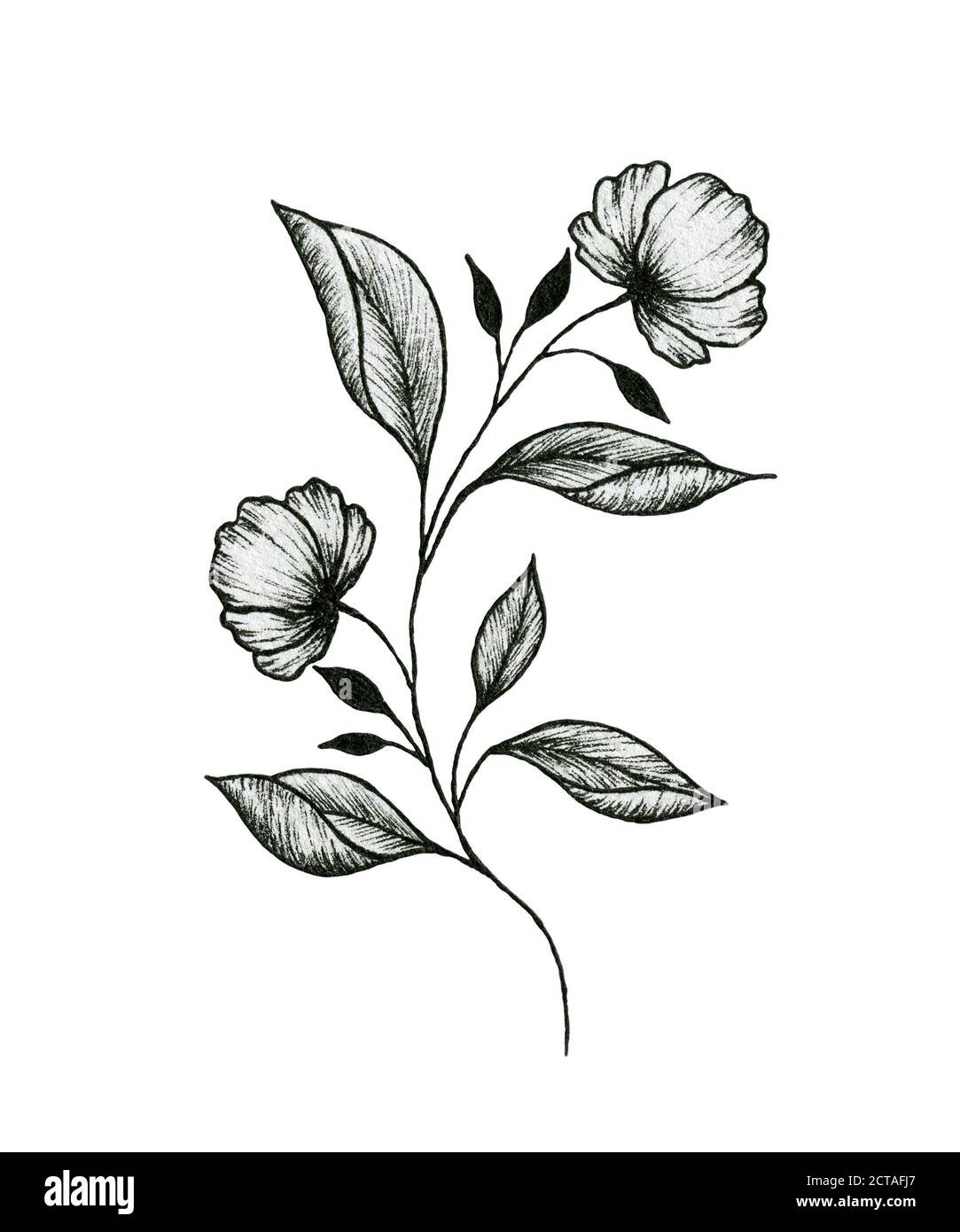 dibujo de rama floral silvestre vintage aislado en blanco, dibujo de la mano de tinta botánica ilustración de una rama de la planta con hojas y flores, floral negro Fotografía de stock - dibujo de rama floral silvestre vintage aislado en blanco, dibujo de la mano de tinta botánica ilustración de una rama de la planta con hojas y flores, floral negro Fotografía de stock -