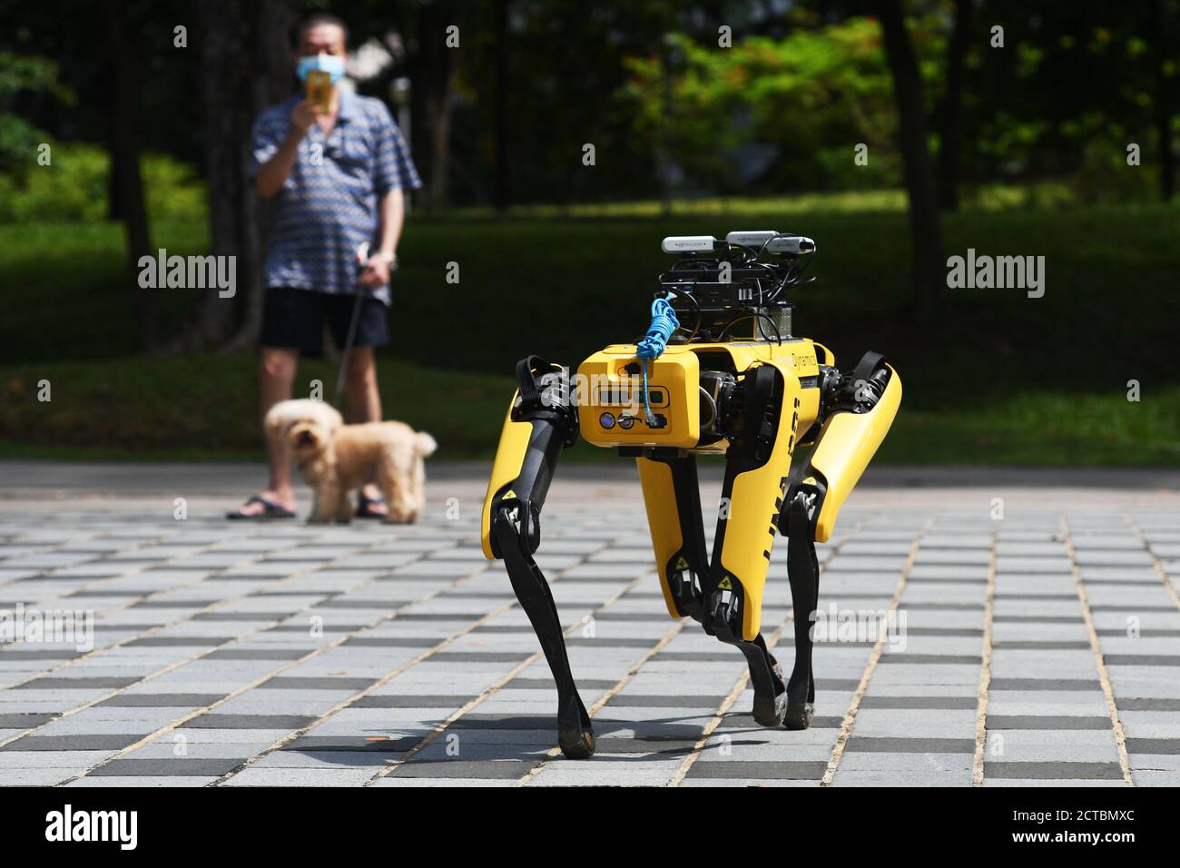 Singapur, COVID-19. 22 de septiembre de 2020. EL PUNTO de perro robot que  puede detectar si los visitantes usan máscaras o no se ve durante sus  pruebas de segunda ronda en el