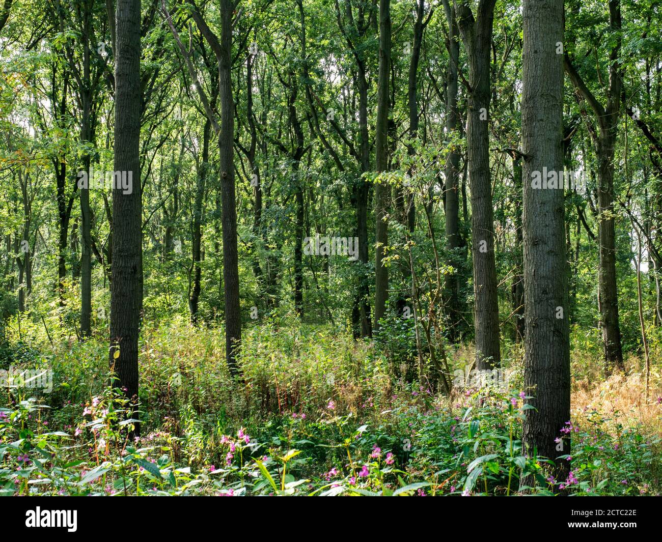 Árboles de verano retroiluminados en Braham Wood entre Plompton y Little Ribston cerca de Knaresborough North Yorkshire Inglaterra Foto de stock