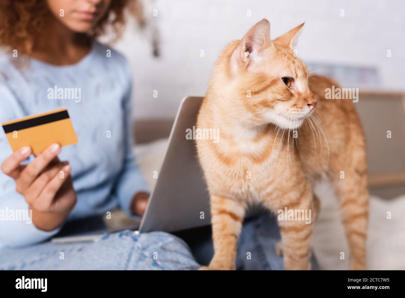 Enfoque selectivo de gato tabby de pie cerca de la mujer con crédito tarjeta y portátil en casa Foto de stock