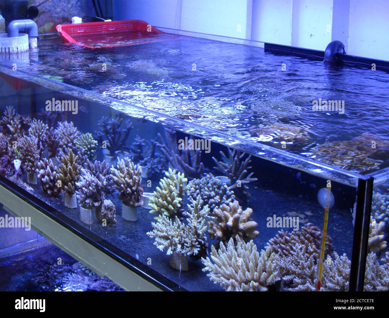 Corales Stony (scleractinia) en venta en la tienda del acuario Fotografía  de stock - Alamy