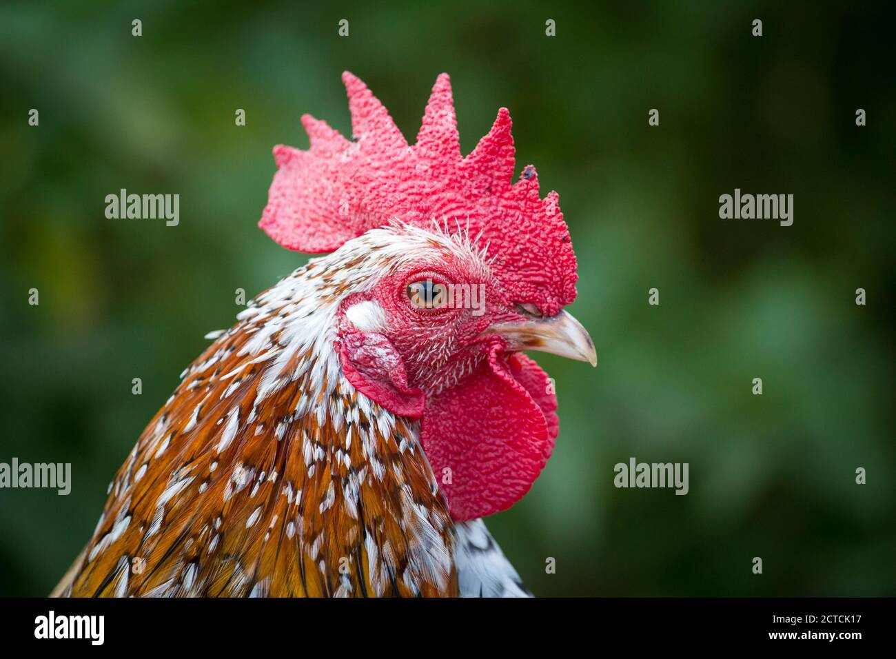 Stoapiperl/ Steinhendl Rooster, una raza de pollo en peligro de extinción de Austria Foto de stock