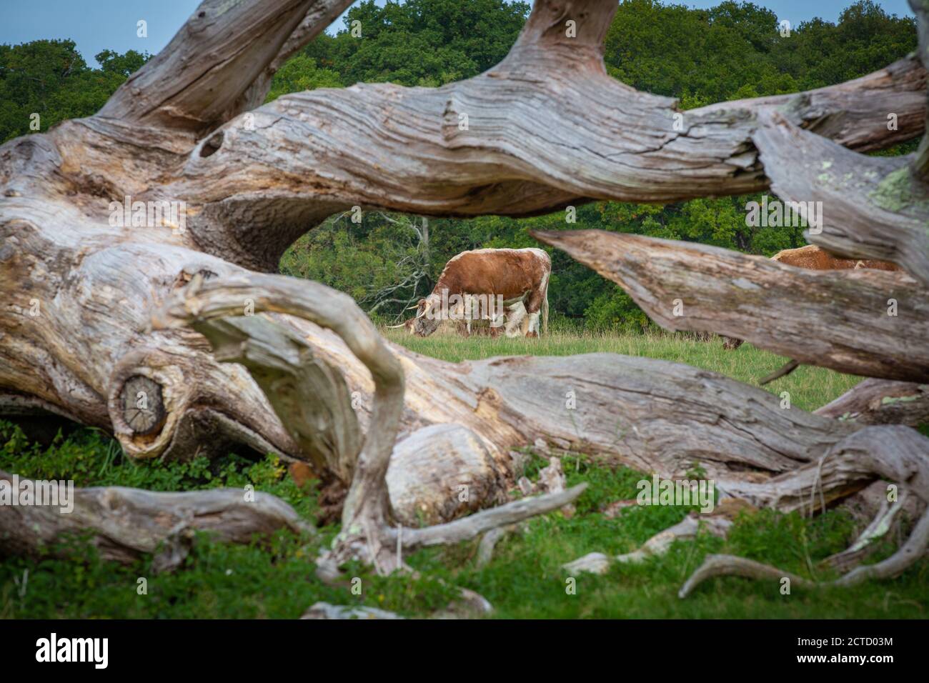 Proyecto de rebobinado de la finca Knpp - venado salvaje en libertad Foto de stock