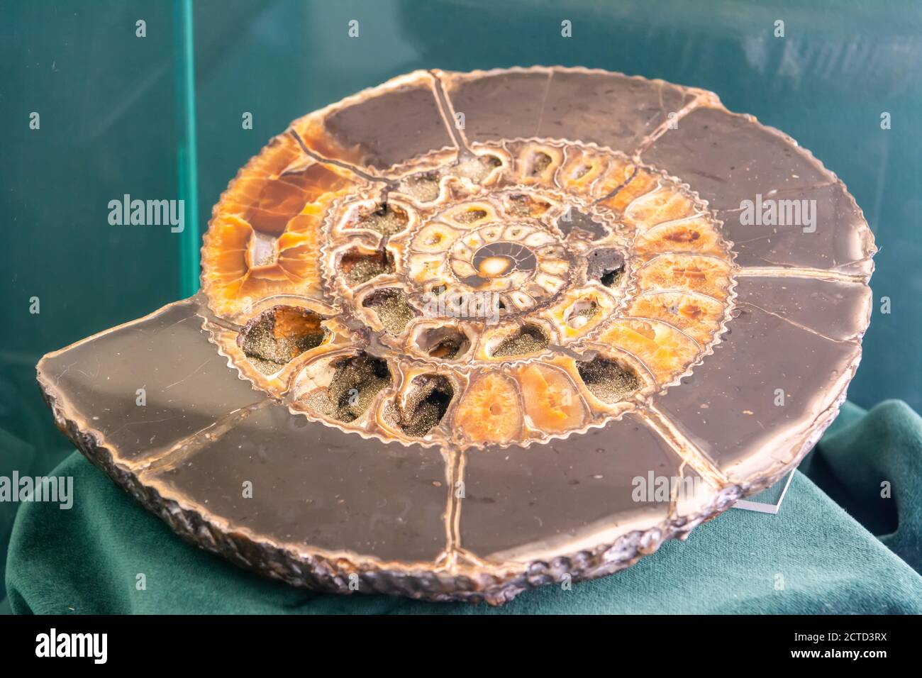 Ammonita vista en sección, revelando las cámaras internas y septos. Los amonitas son animales marinos extintos de moluscos. Foto de stock