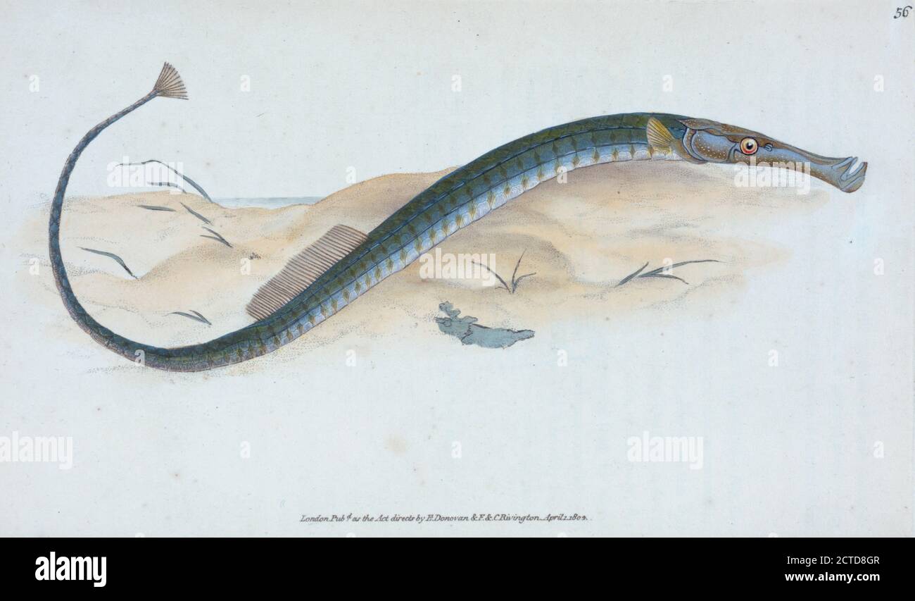 Pez pipa pelágico, Syngnathus pelagicus., imagen fija, impresiones, 1804, Donovan, E. (Edward), 1768-1837 Foto de stock