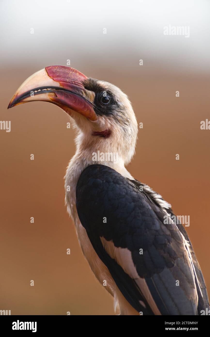 Hornbill de Male Von der Decken (Tockus deckeni), Tsavo, Kenia Foto de stock