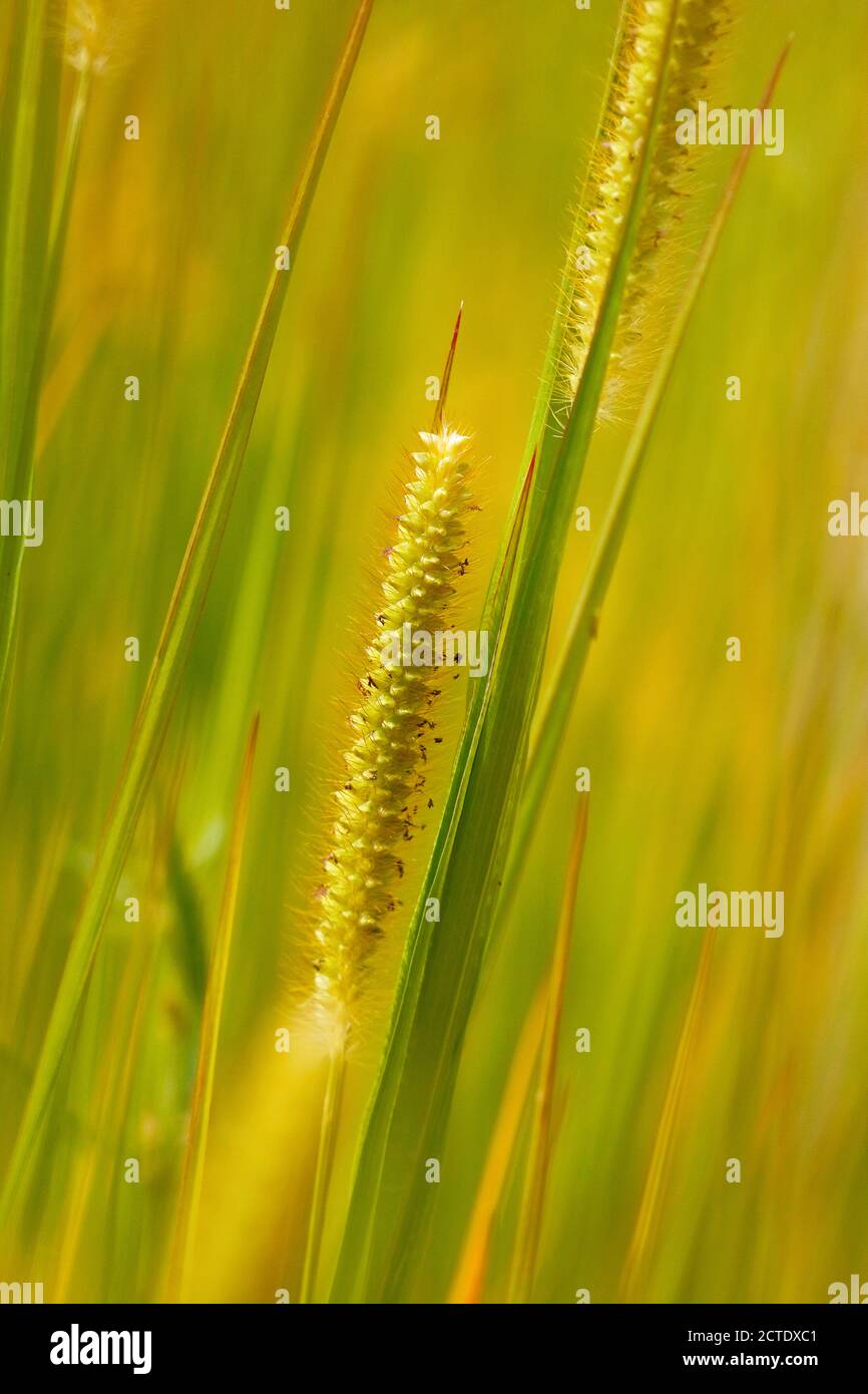 Hierba de cerda amarilla, cola de espuma blanca, cola de espuma, hierba de paloma (Setaria pumila, Setaria glauca), panículo, Alemania, Renania del Norte-Westfalia Foto de stock