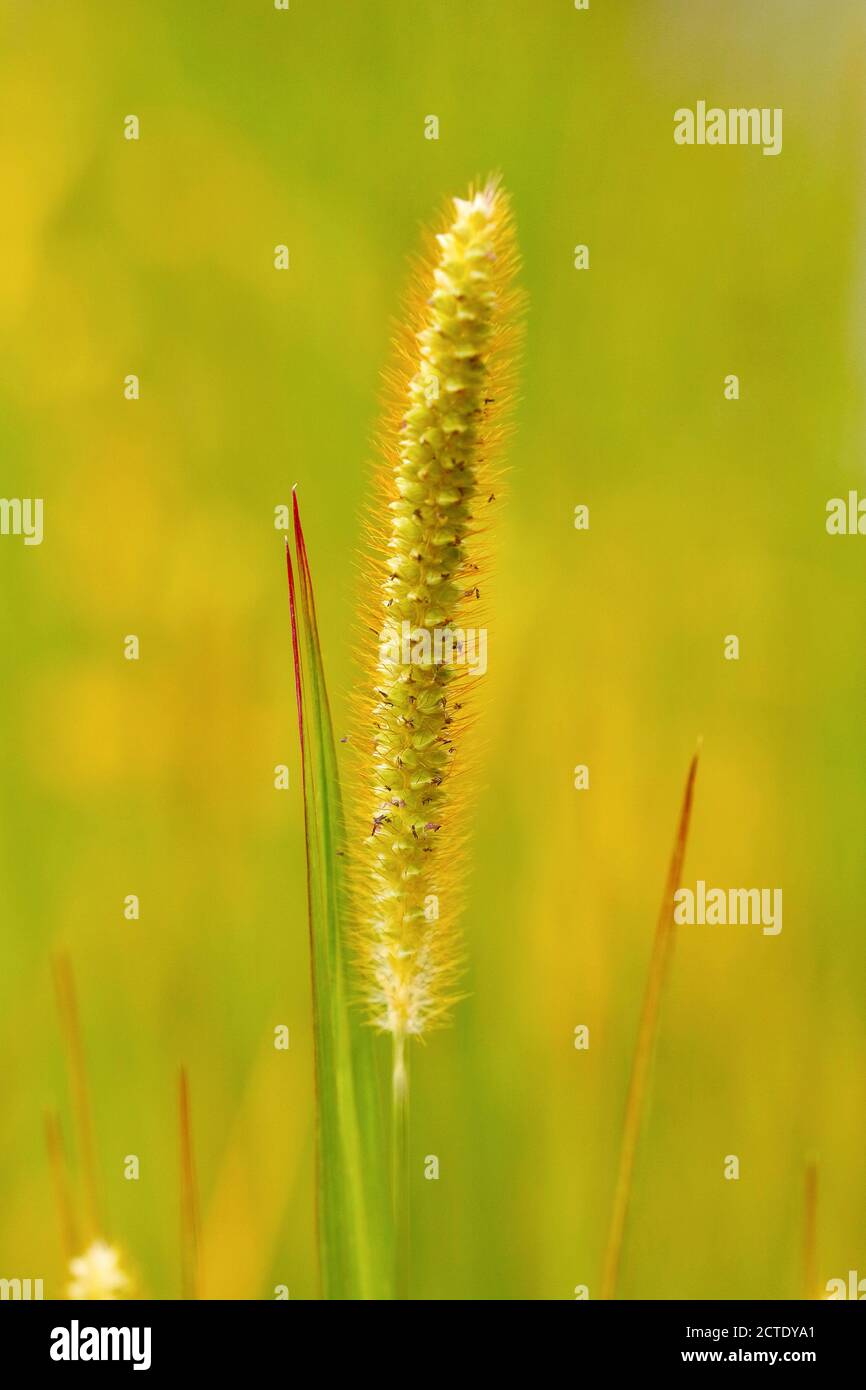 Hierba de cerda amarilla, cola de espuma blanca, cola de espuma, hierba de paloma (Setaria pumila, Setaria glauca), panículo, Alemania, Renania del Norte-Westfalia Foto de stock