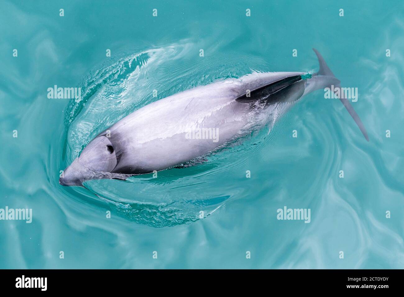 Delfín de Héctor, delfín de frente blanco de Nueva Zelanda (Cephalorhynchus hectori), nadando en la bahía en la península de Akaroa, la más pequeña y más rabiosa del mundo Foto de stock