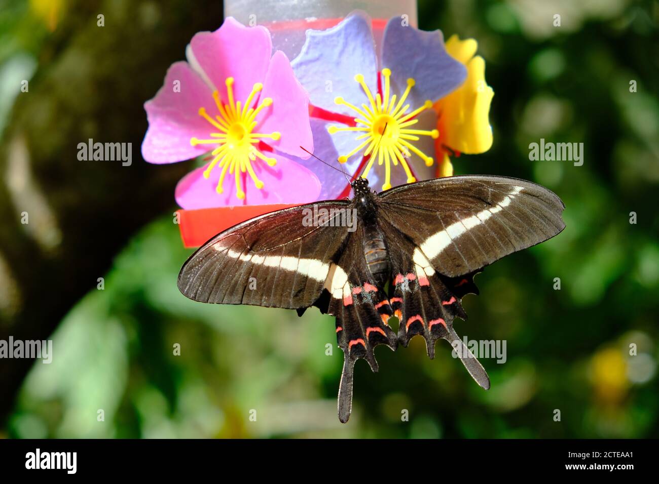 Brasil Foz do Iguacu - Zoo - Parque das aves Alimente a la mariposa con néctar Foto de stock