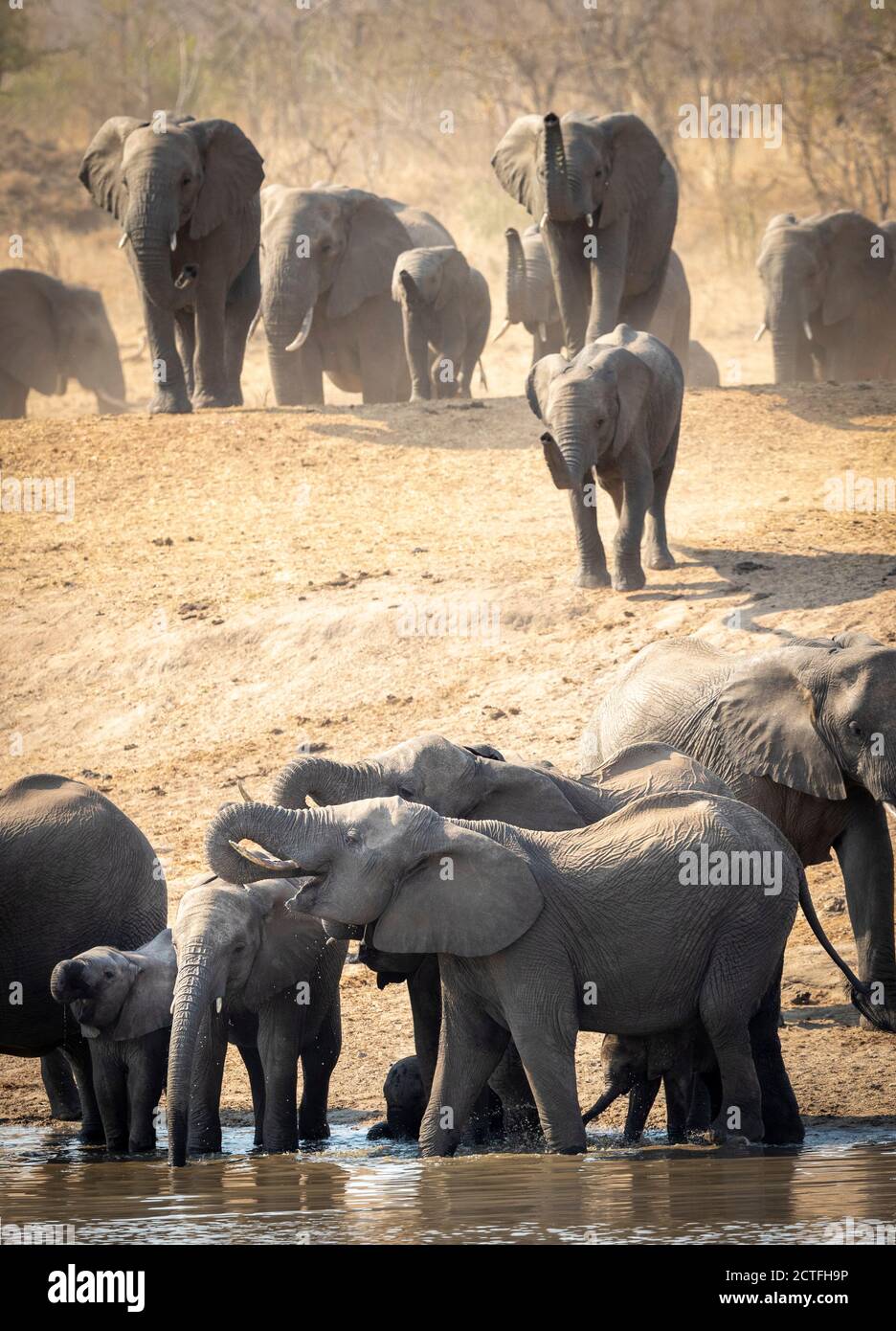 Gran rebaño de elefantes de pie en agua poco profunda bebiendo en Kruger Parque en Sudáfrica Foto de stock