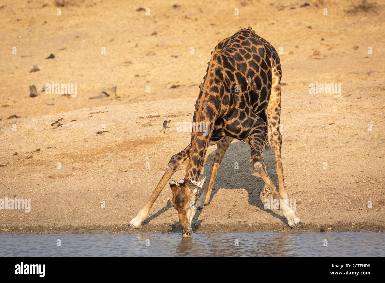 Retrato horizontal de una jirafa macho adulta de pie en el Borde del agua potable del río en el Parque Kruger en el sur África Foto de stock