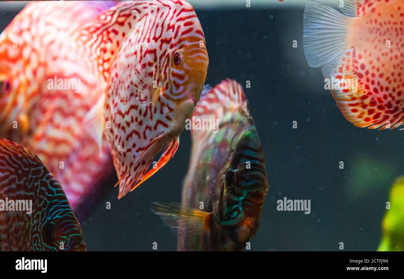 Peces de colores de las agujas Symphysodon discus en el acuario. Foto de stock