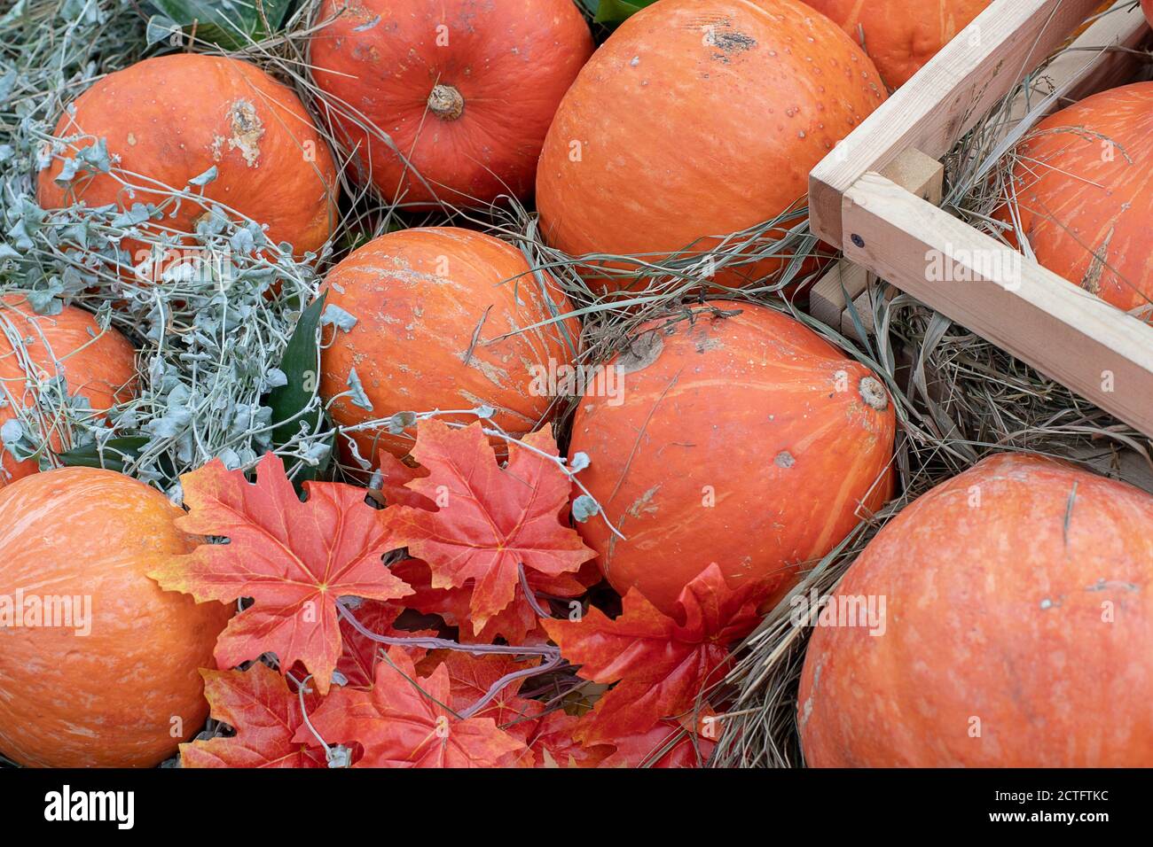 Feliz Dia De Accion De Gracias En Canada Calabaza Naranja Y Hoja De Arce De Fondo La Naturaleza Vegetal Alimentos Agricultura Temporada De Cosecha Dia De Accion De Gracias Halloween Fotografia De
