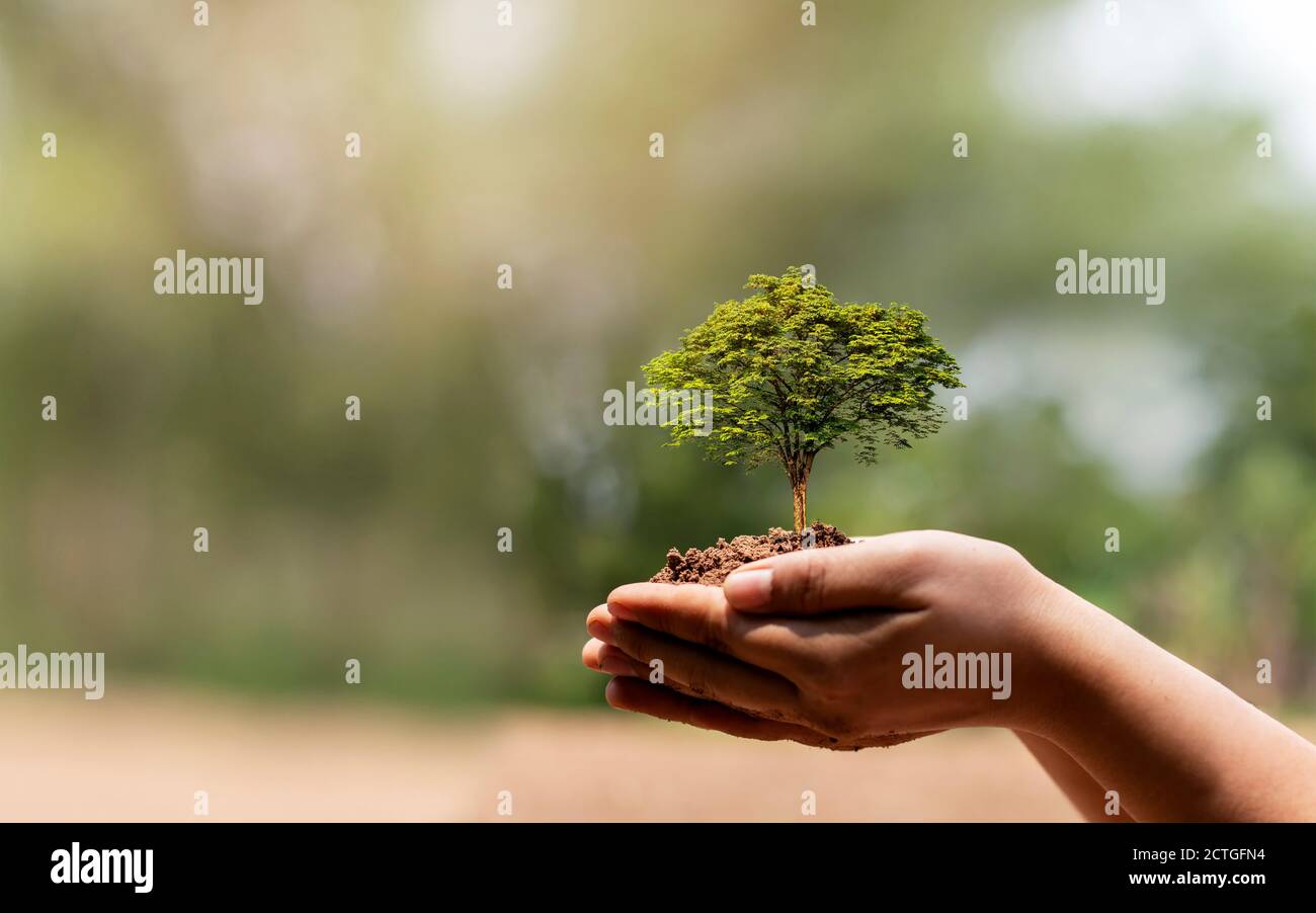Los árboles se plantan en el suelo en manos humanas con fondos verdes naturales, el concepto de crecimiento vegetal y la protección del medio ambiente. Foto de stock