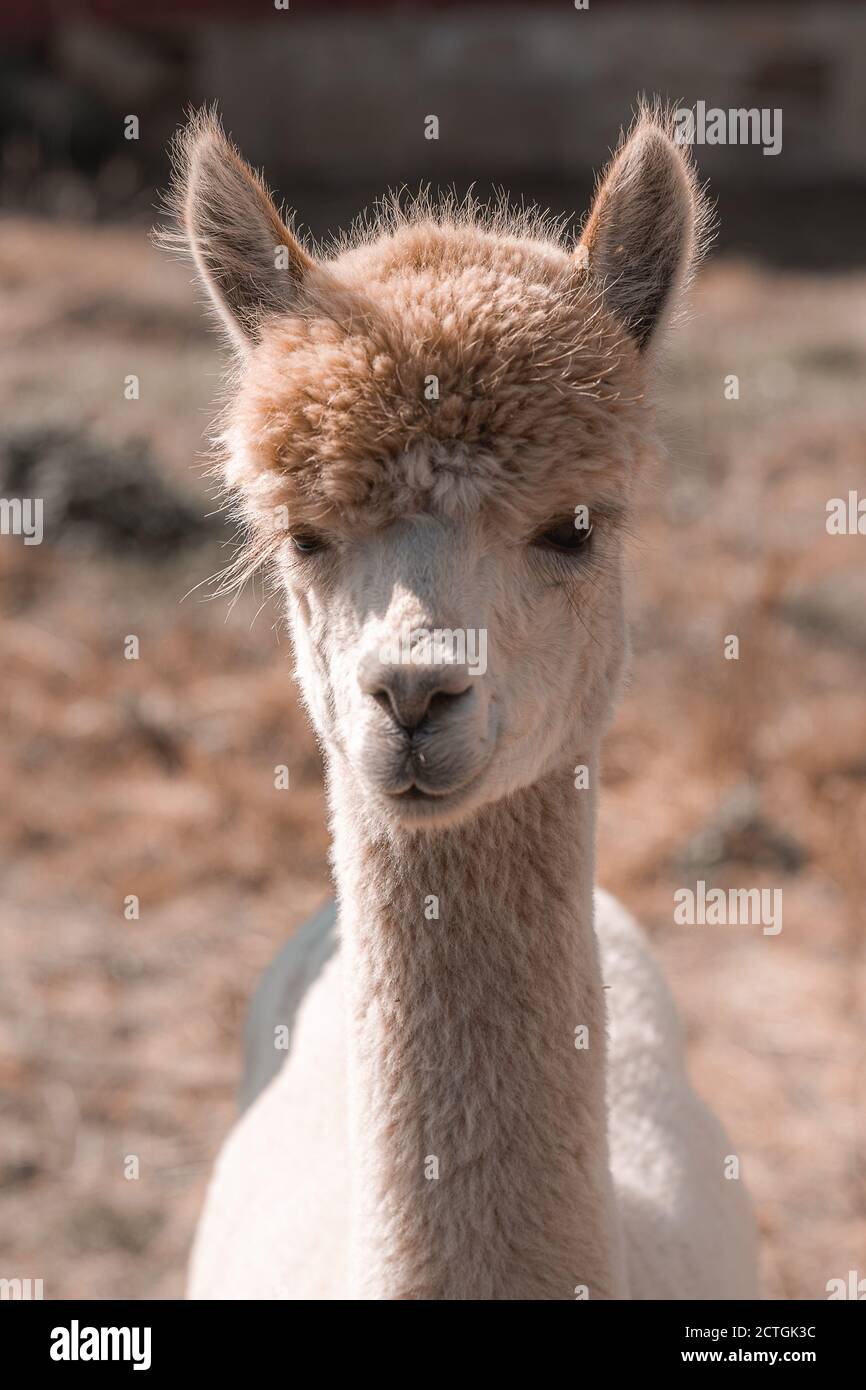 Cara De Llama Blanca Fotos e Imágenes de stock Alamy