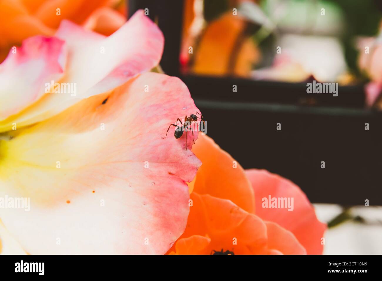 Una hormiga arrastrándose sobre una flor de color naranja-rosa Foto de stock