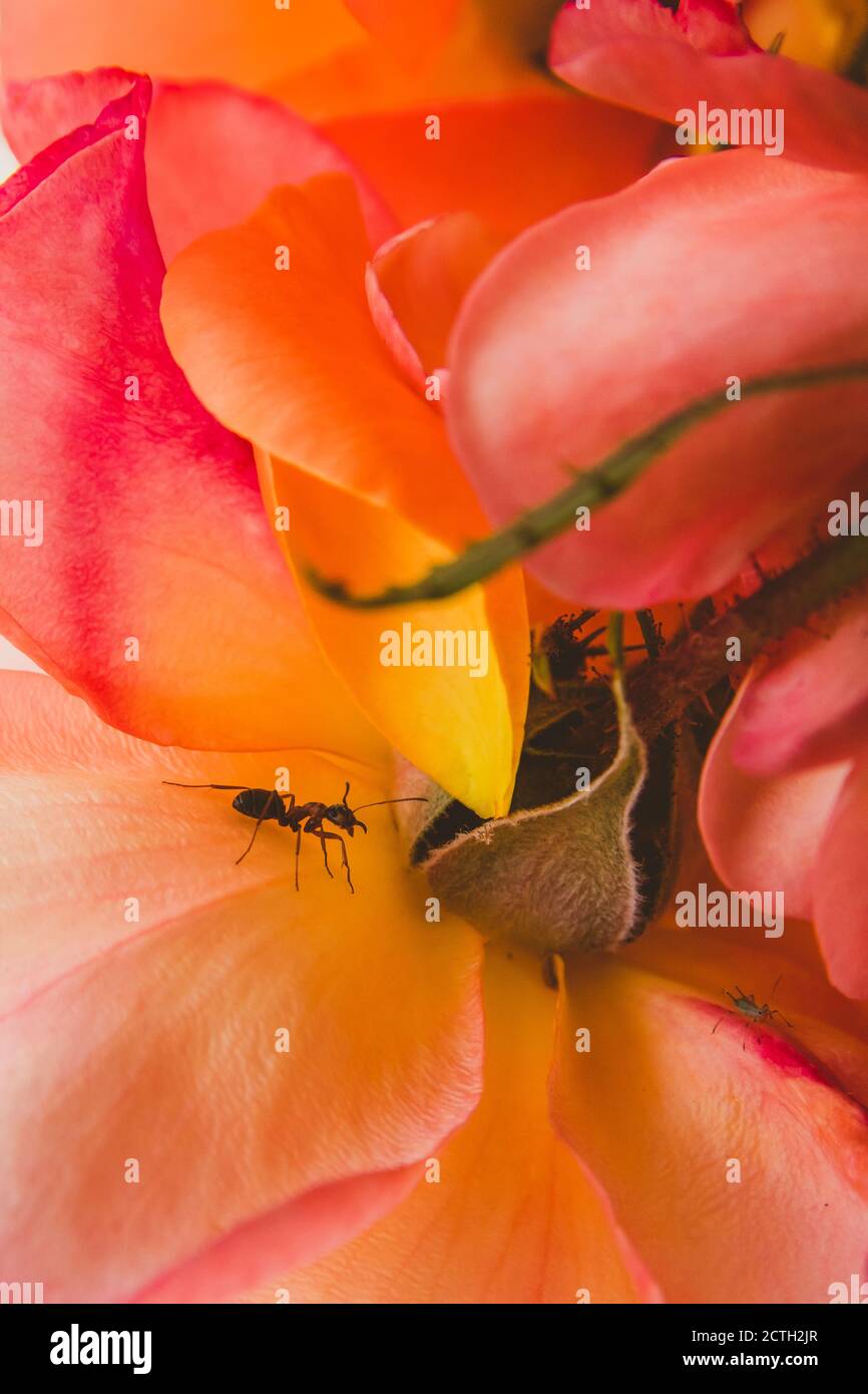 Una hormiga arrastrándose sobre una flor de color naranja-rosa Foto de stock