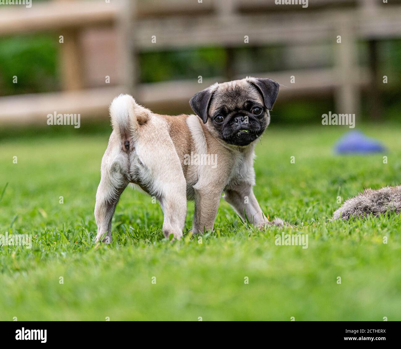 cráneo Hacer deporte Amargura Pug pup fotografías e imágenes de alta resolución - Alamy
