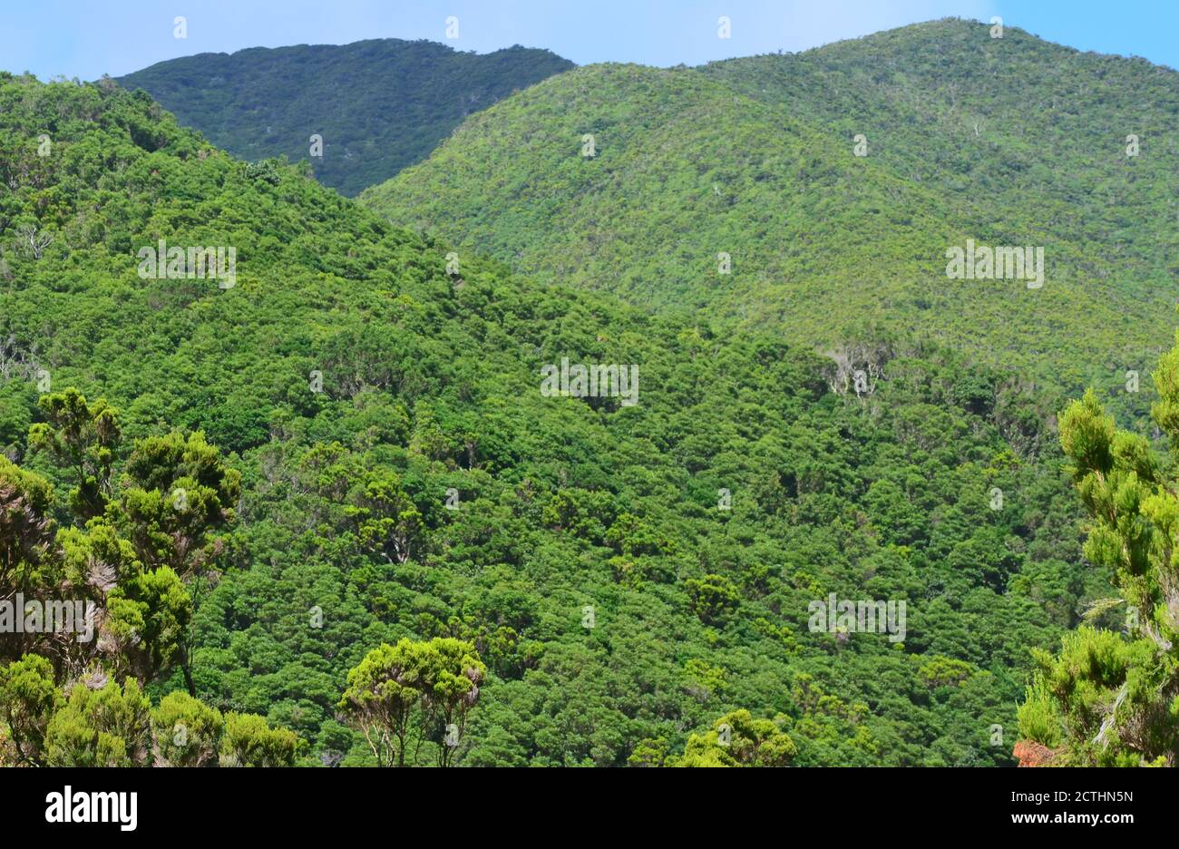 Bosque Laurisilva en la isla de San archipiélago de las Azores