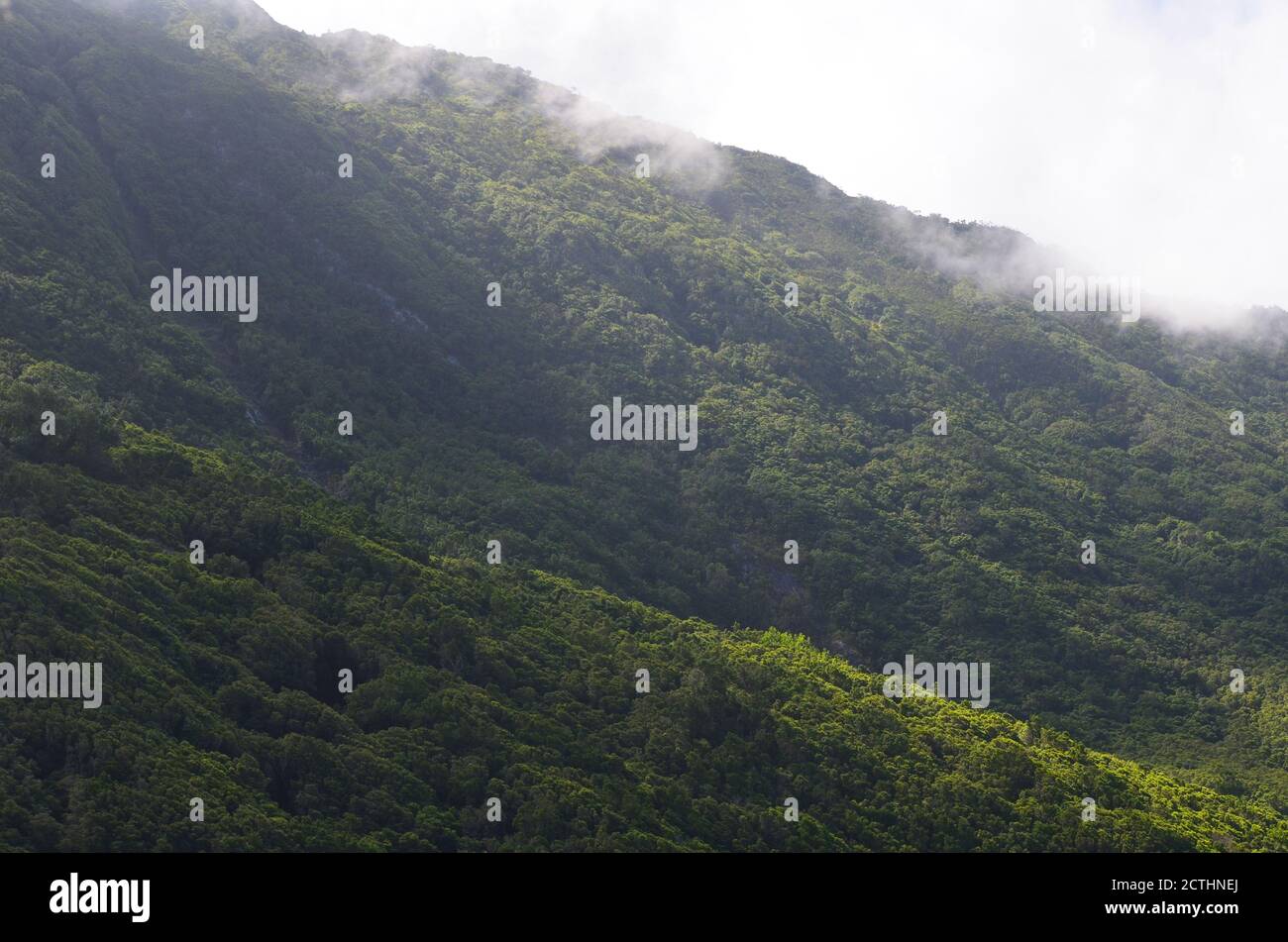 Bosque Laurisilva en la isla de San archipiélago de las Azores