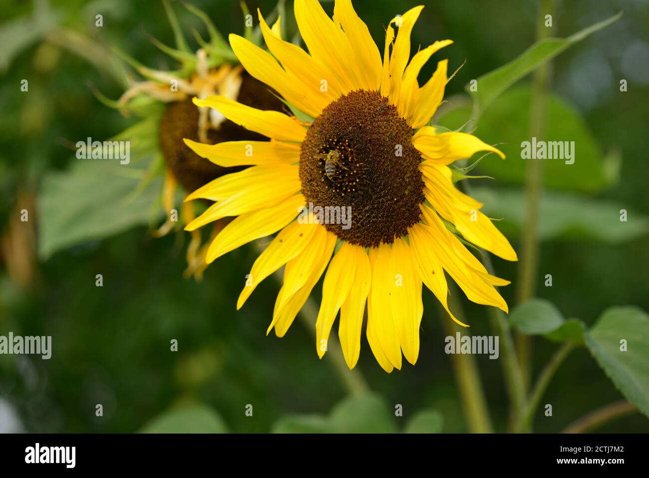 Plantar semillas de girasol fotografías e imágenes de alta resolución -  Página 9 - Alamy
