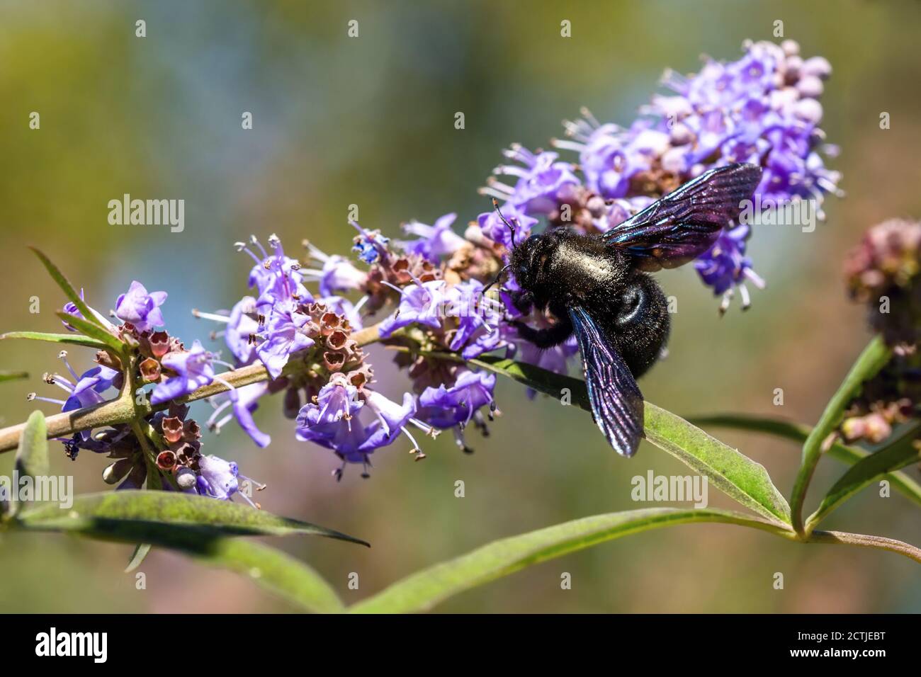La abeja carpintera violeta, una gran abeja negra, chupar néctar sobre la flor  violeta en un soleado día de otoño en un jardín. Fondo borroso Fotografía  de stock - Alamy