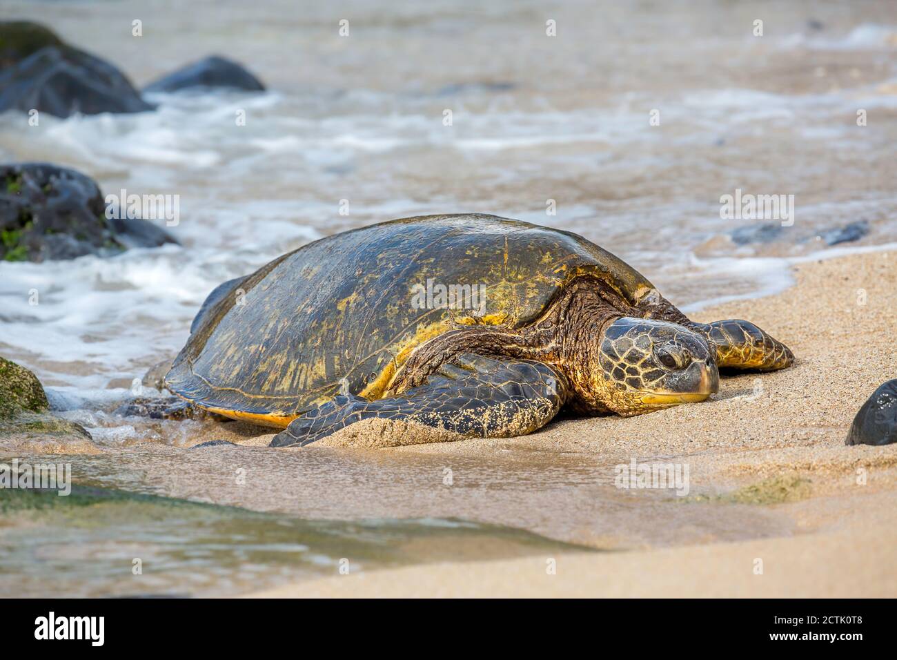 Una tortuga marina verde, Chelonia mydas, una especie en peligro de extinción, hace itÕs camino desde el Océano Pacífico a la playa, Maui, Hawaii. Foto de stock