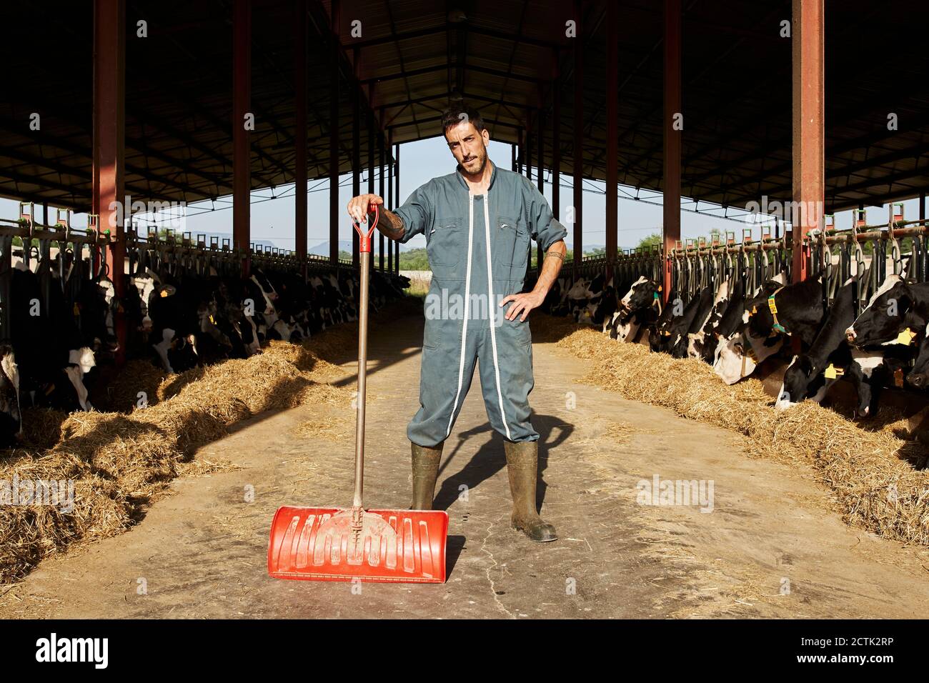 Granjero que sostiene pala mientras la mano en la cadera de pie en el ganado rodeado de rebaño de vacas Foto de stock
