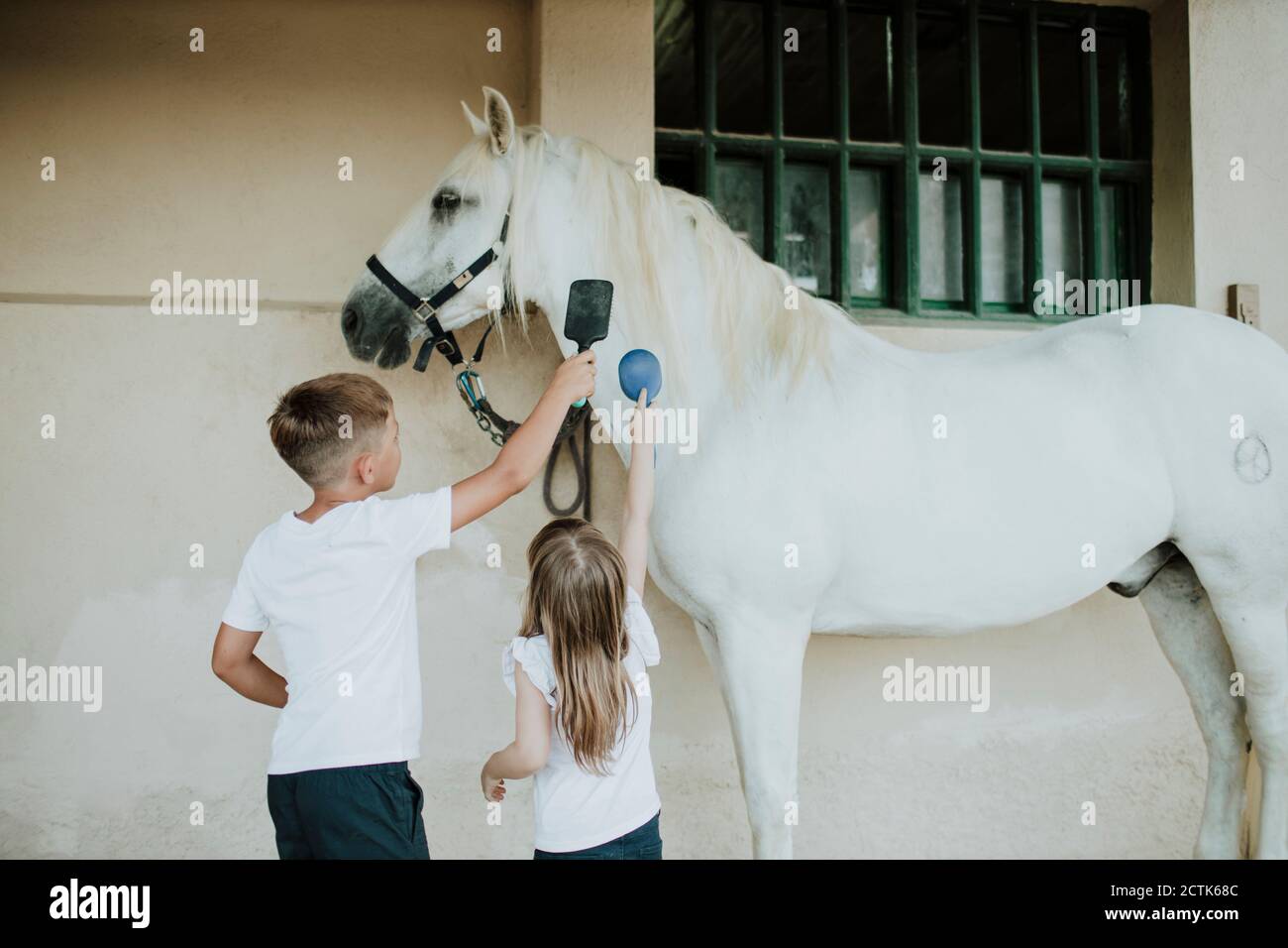 Hermanos cepillando caballo blanco mientras están de pie por la pared Foto de stock