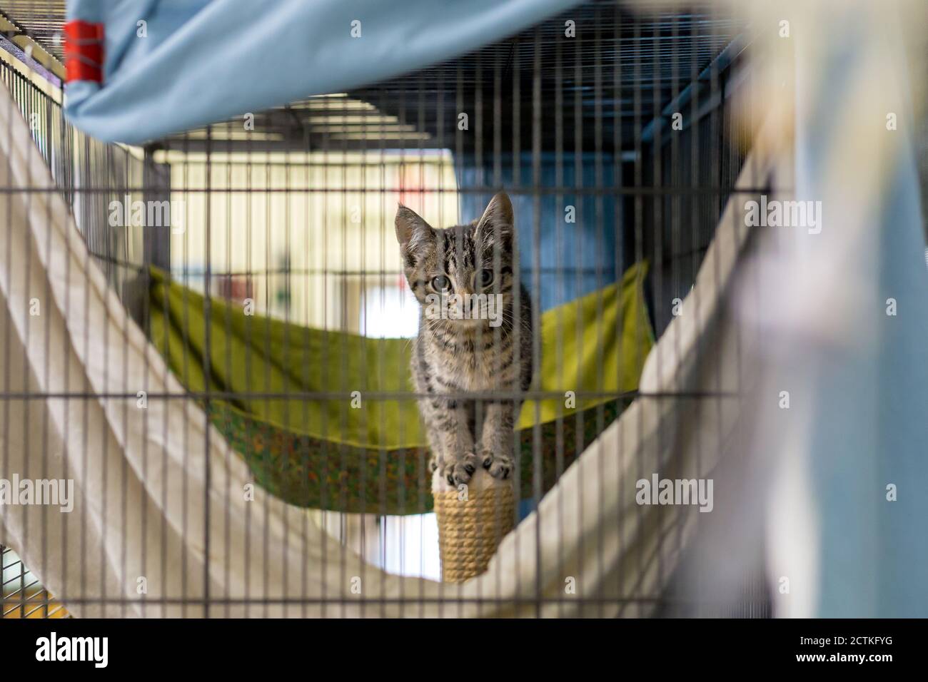 Gato en una jaula en una clínica veterinaria refugio de animales mirando fuera de una jaula. Foto de stock