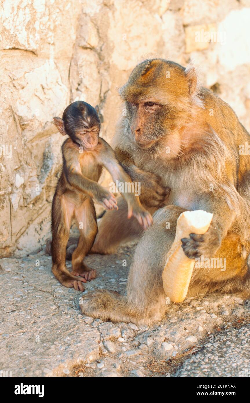 Gibraltar Barbary macaque bebé tratando de robar de la madre el baguette Foto de stock