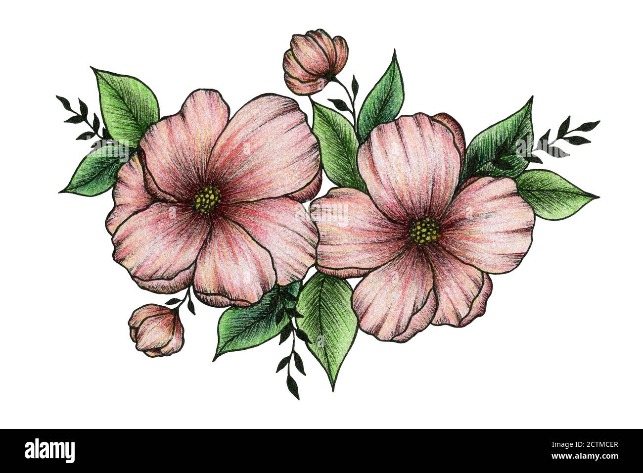 ramo de flores de color rosa peachy aislado en blanco, dibujo a mano de  ilustración floral botánico para el logotipo, tarjetas, día de la madre,  diseño de arte Fotografía de stock -