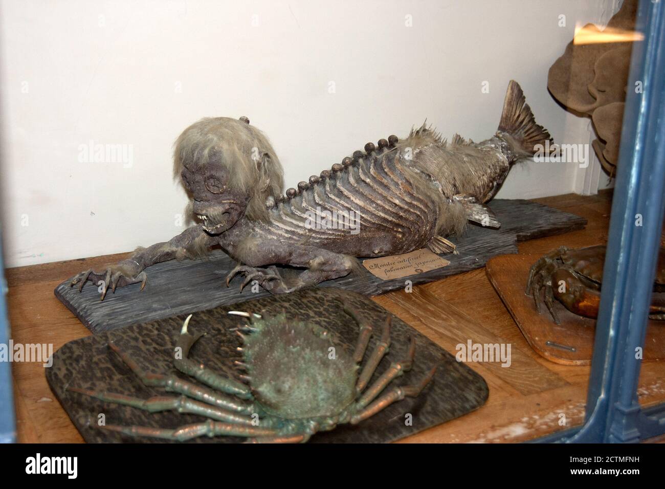 Museo Oceanográfico de Mónaco UNA sirena de Fiji. Un objeto falso compuesto  por el torso y la cabeza de un mono joven cosida a la mitad trasera de un  pez Fotografía de