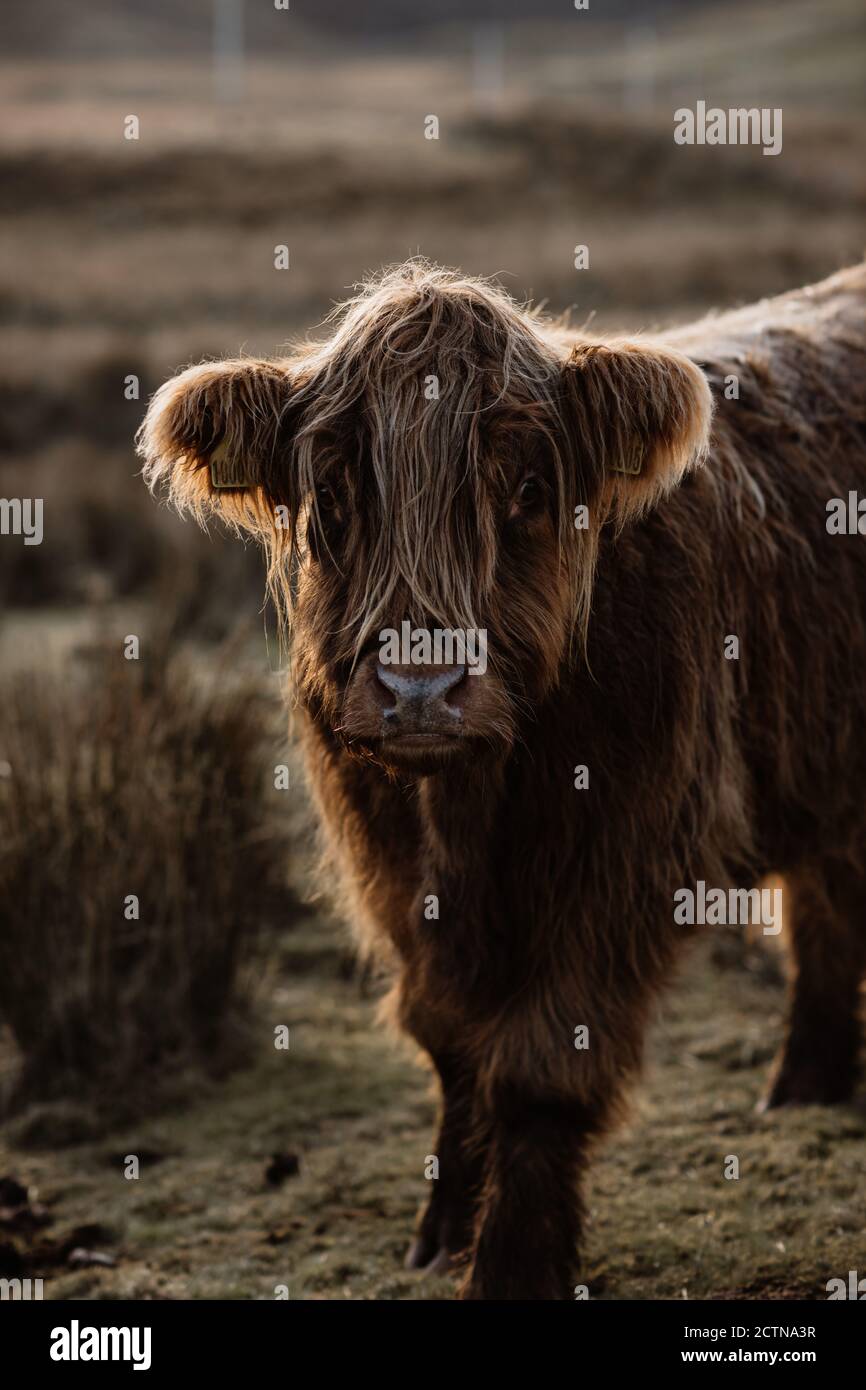 Adorable ganado de las tierras altas pastando en pradera con hierba seca Las tierras altas de Escocia y mirando la cámara Foto de stock