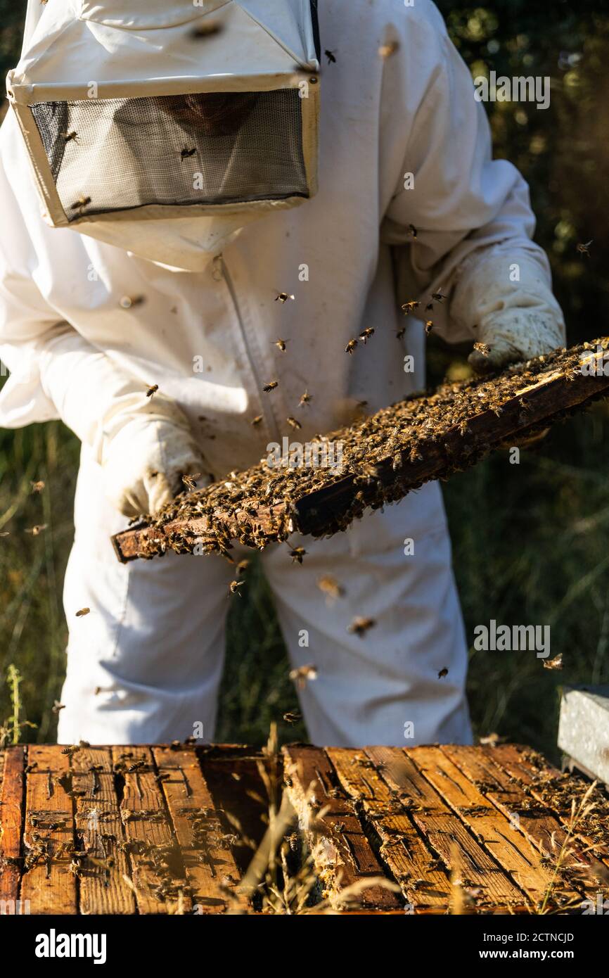 hombre apicultor con disfraz blanco poniendo guantes protectores