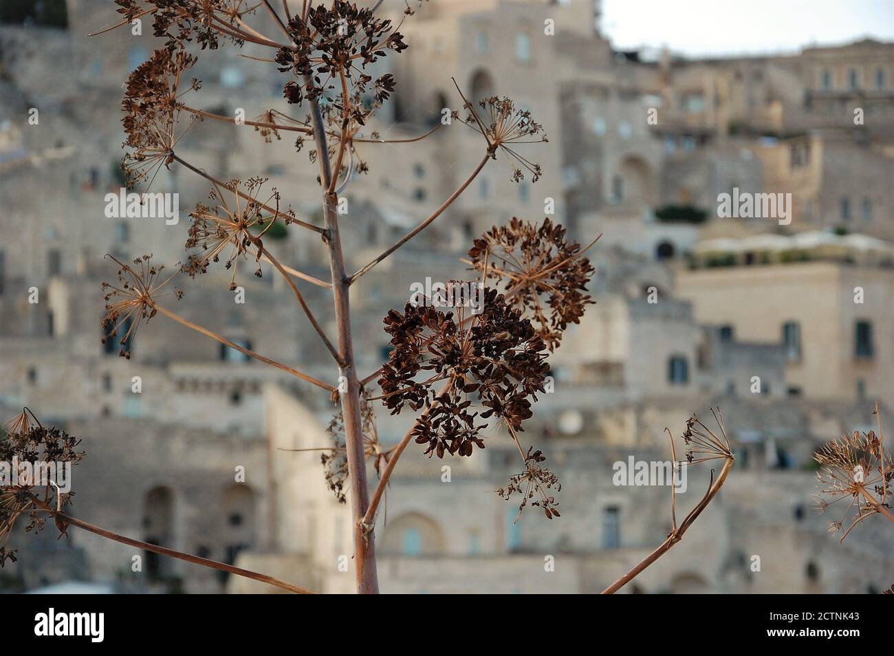 Título emocional del sitio de la UNESCO Sassi de Matera paisaje urbano y flores silvestres de color marrón seco en primer plano Foto de stock