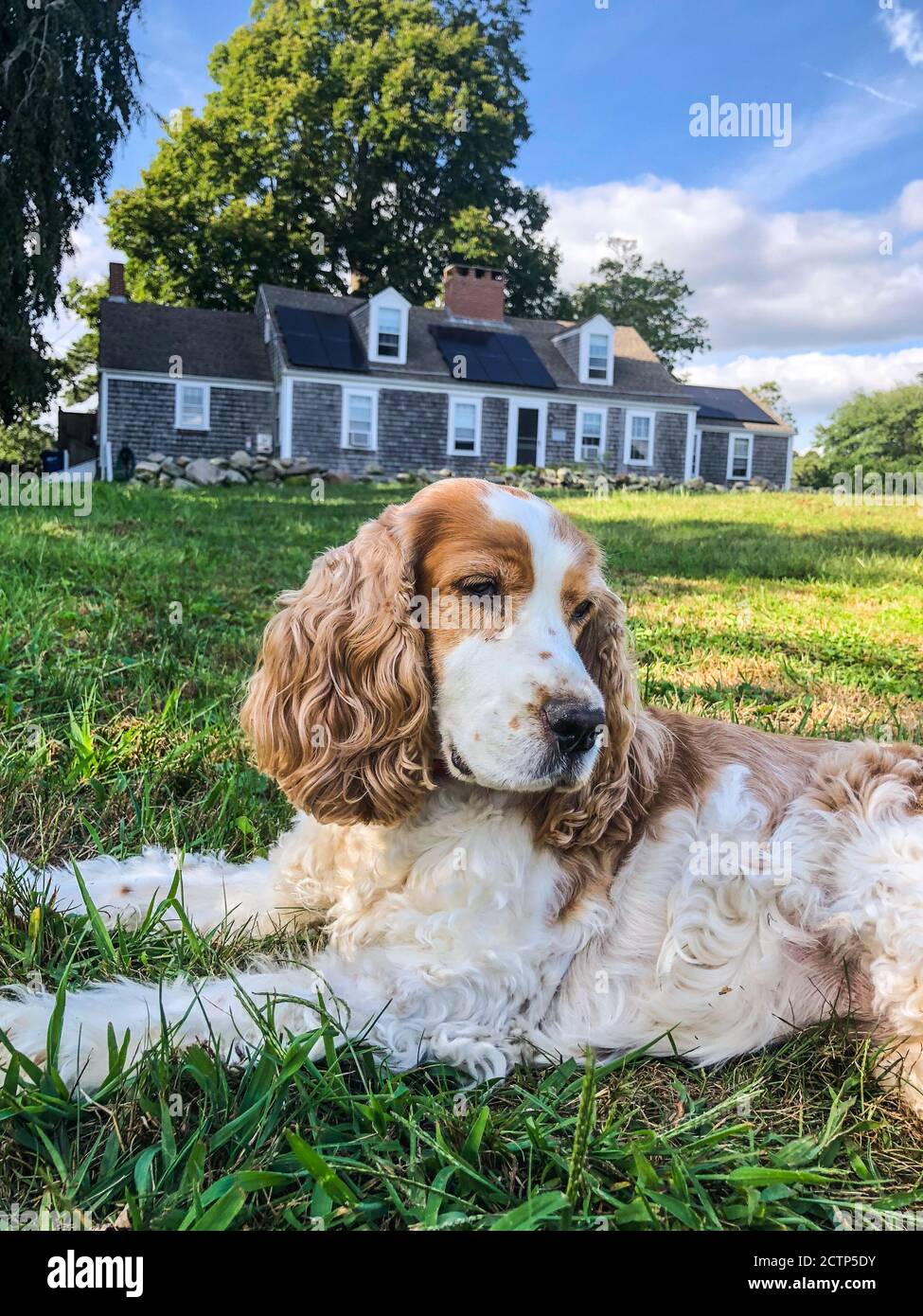 Un perro con orejas floppy se relaja en la hierba frente a una casa de guijarros cerca del océano. Foto de stock