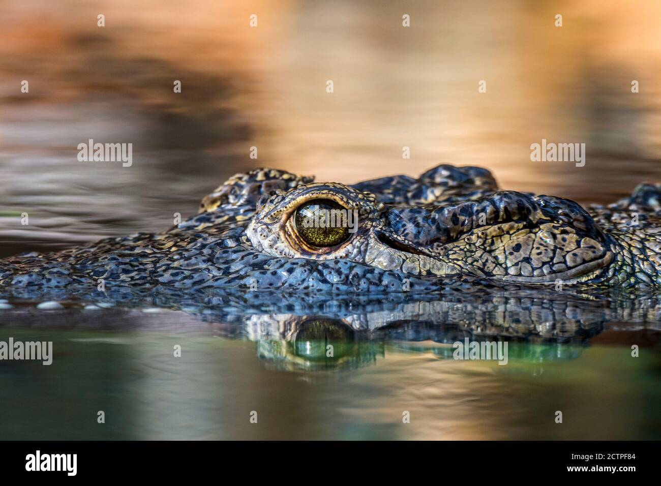 Cocodrilo del Nilo (Crocodylus niloticus), primer plano de la cabeza mostrando el ojo con la pupila verticalmente rajada mientras flotando en el agua del lago, nativa de África Foto de stock