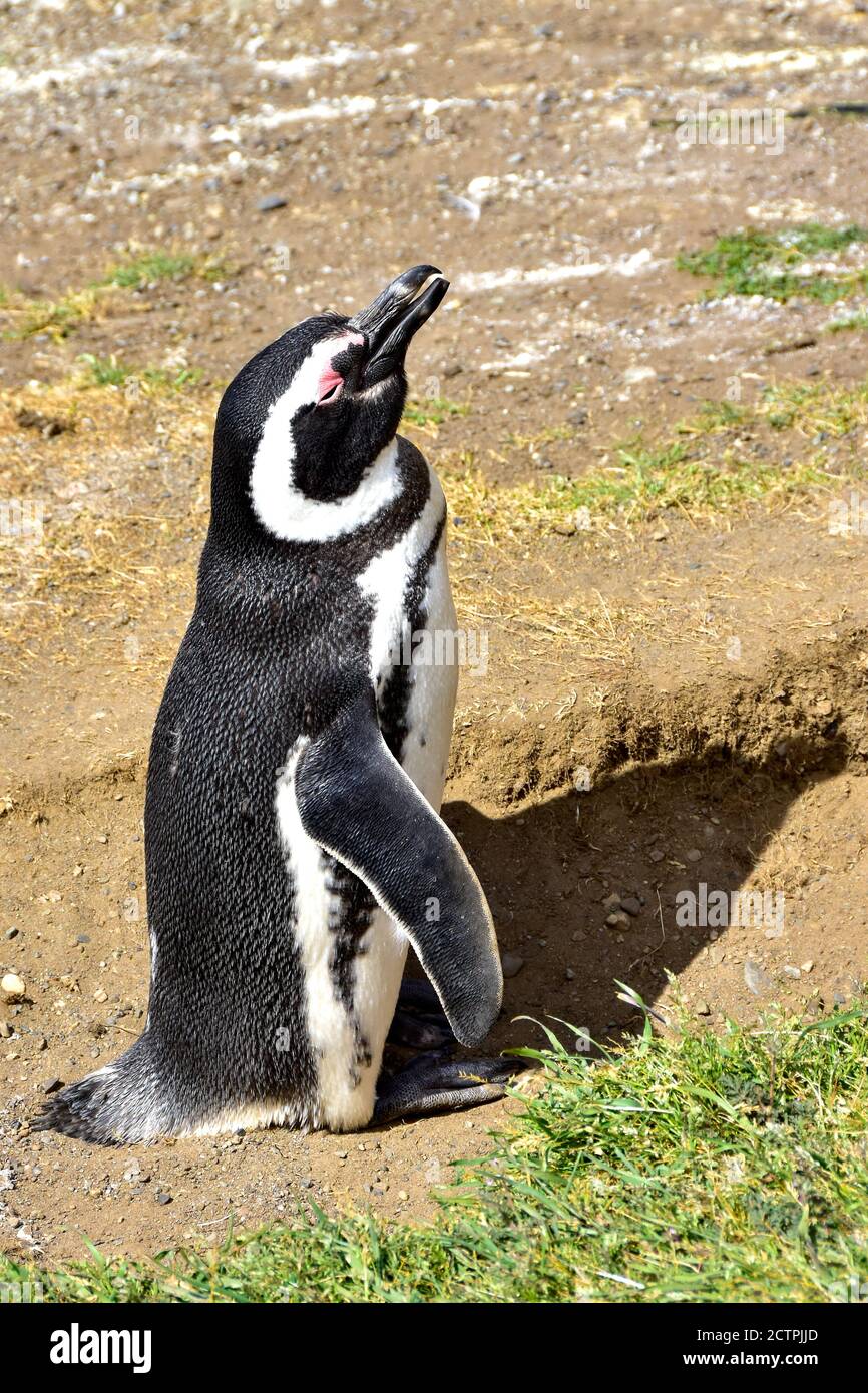Perfil de un pingüino magallánico en Isla Magdalena, Chile. Foto de stock