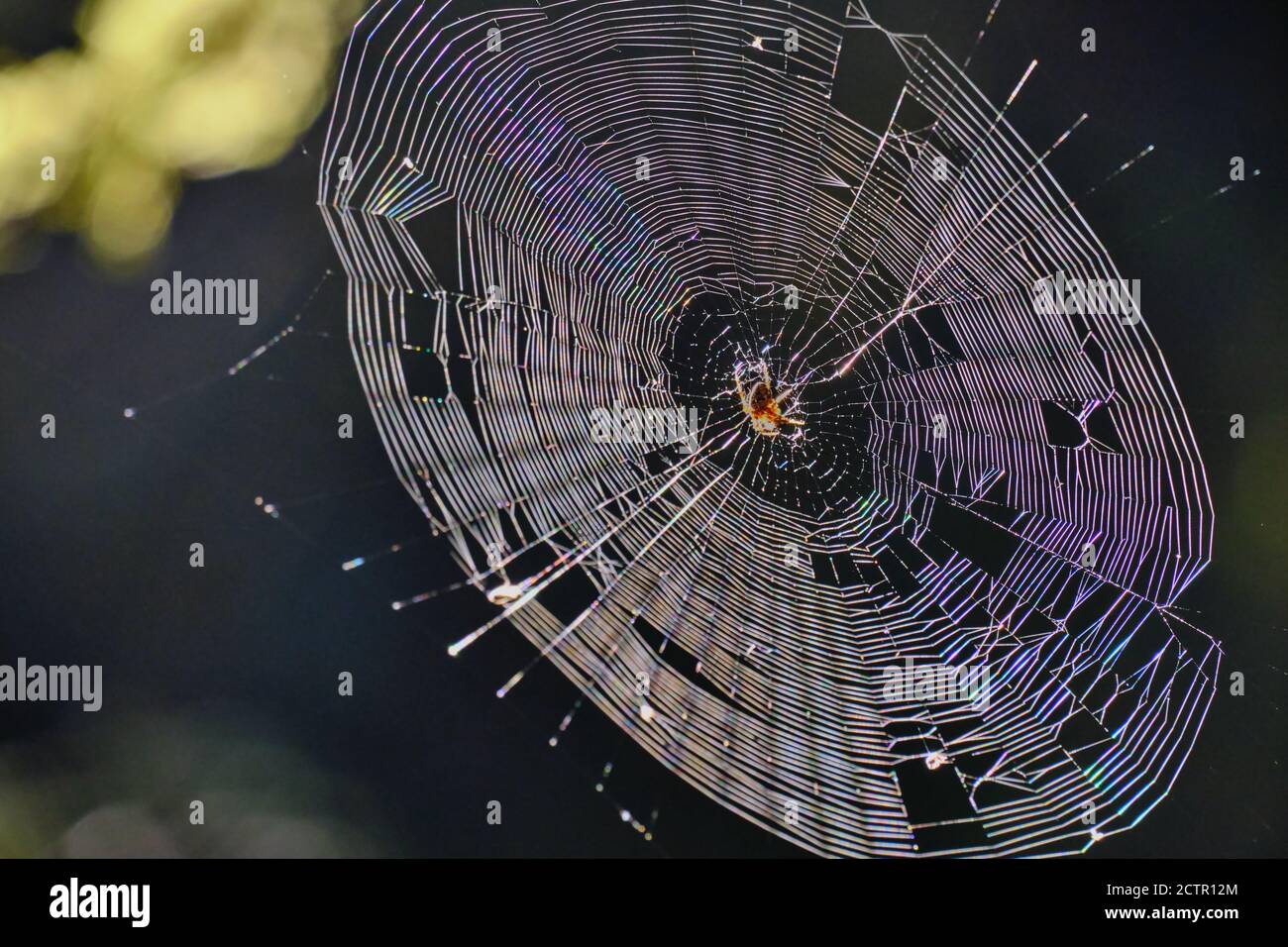 ¡no tan picada! La araña grande en la tela casi completa es iluminada por el sol de la mañana baja que hace que los hilos finos glisten en un arco iris de colores Foto de stock