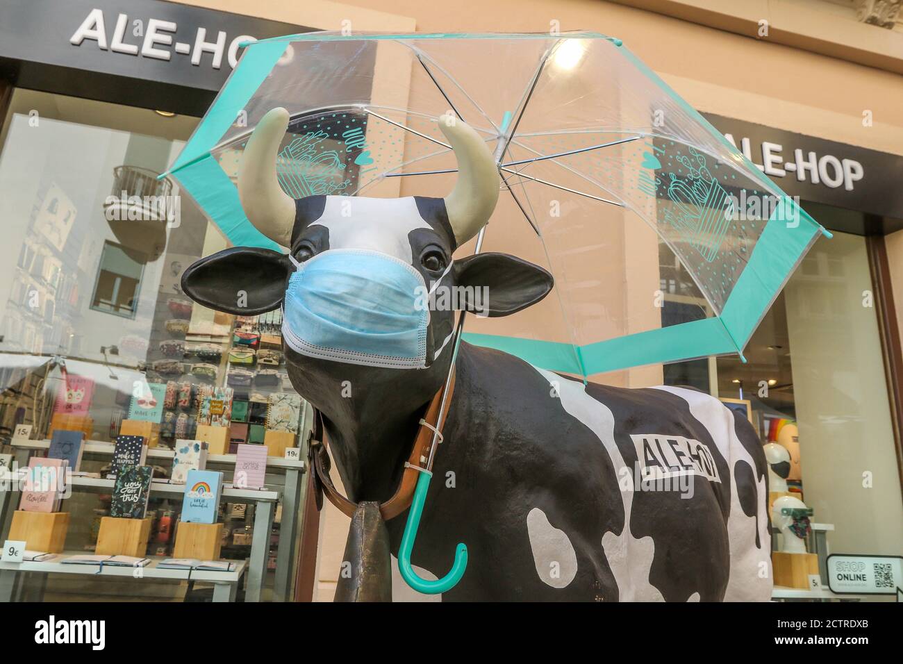 24 de de 2020: 24 de septiembre de 2020 una vaca un paraguas una máscara con la llegada del otoño. Vaca de la franquicia Ale-Hop de una tienda