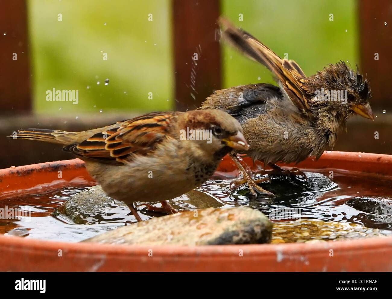 Ave bañándose en bebedero para pájaros fotografías e imágenes de alta  resolución - Página 4 - Alamy