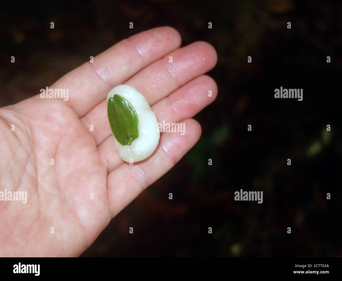 La fruta de cera, o la baya de nube (Irvingbaileya australis), fruta extraña de la selva tropical en el Parque Nacional de Wooroonooran, Queensland, Australia. Sin RM Foto de stock