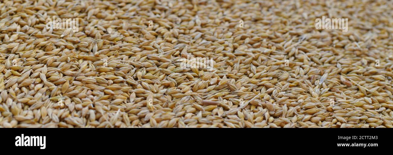 Los granos no son cebada entera en una cáscara en grandes cantidades  Fotografía de stock - Alamy
