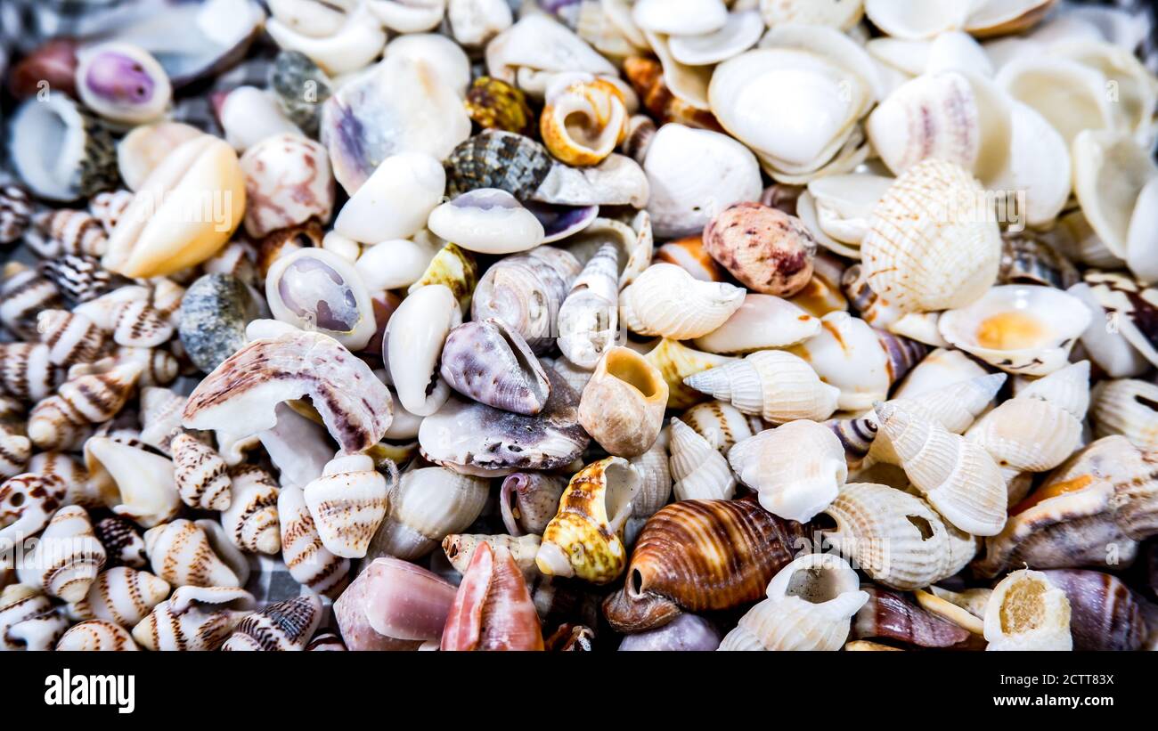Borde de marco de conchas de mar pequeñas y coloridas Foto de stock