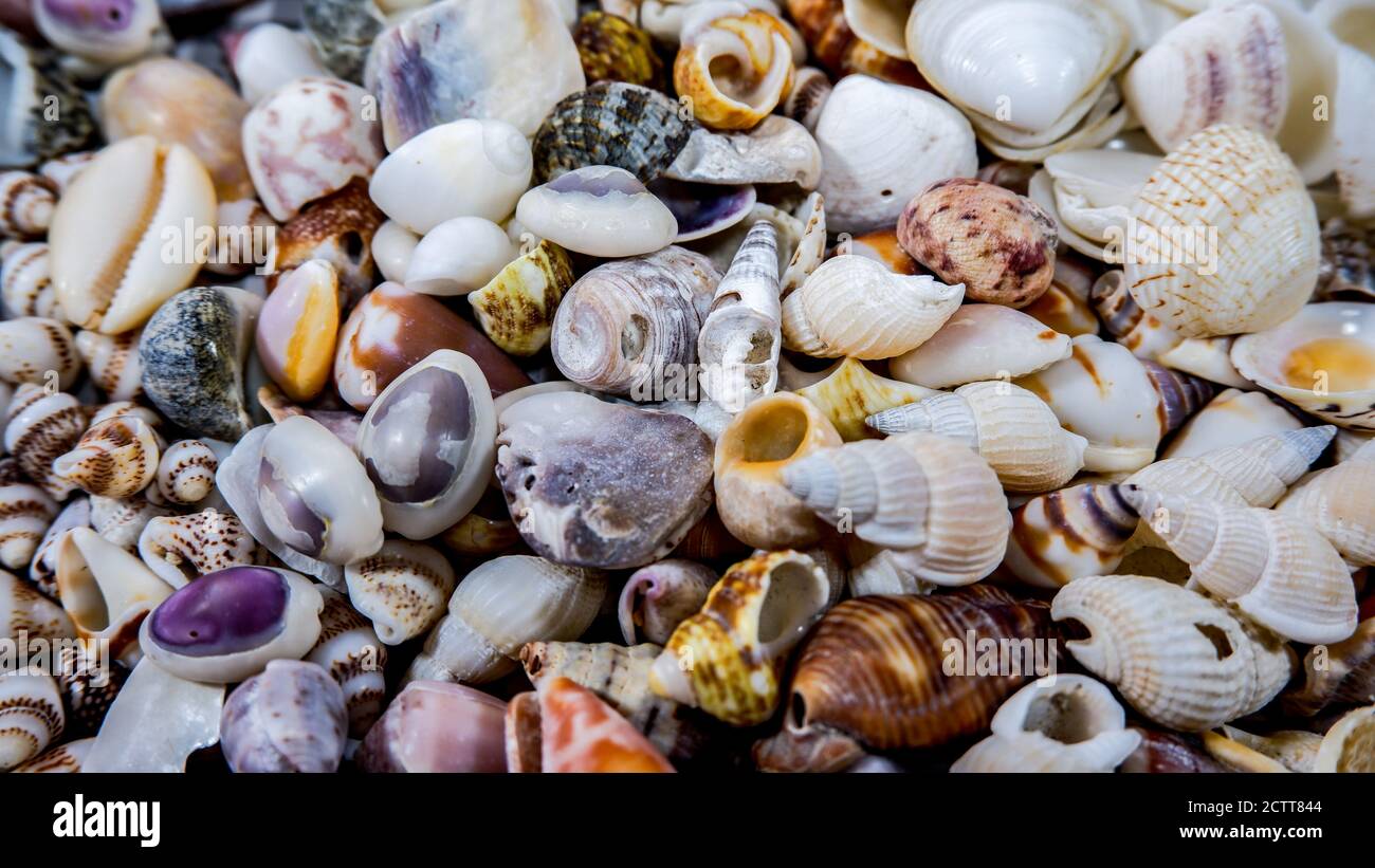 Borde de marco de conchas de mar pequeñas y coloridas Foto de stock