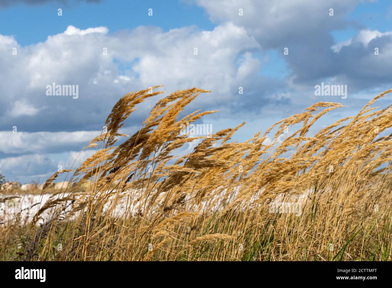 Una foto de hierba salvaje con un cielo dramático con nubes oscuras en el fondo Foto de stock