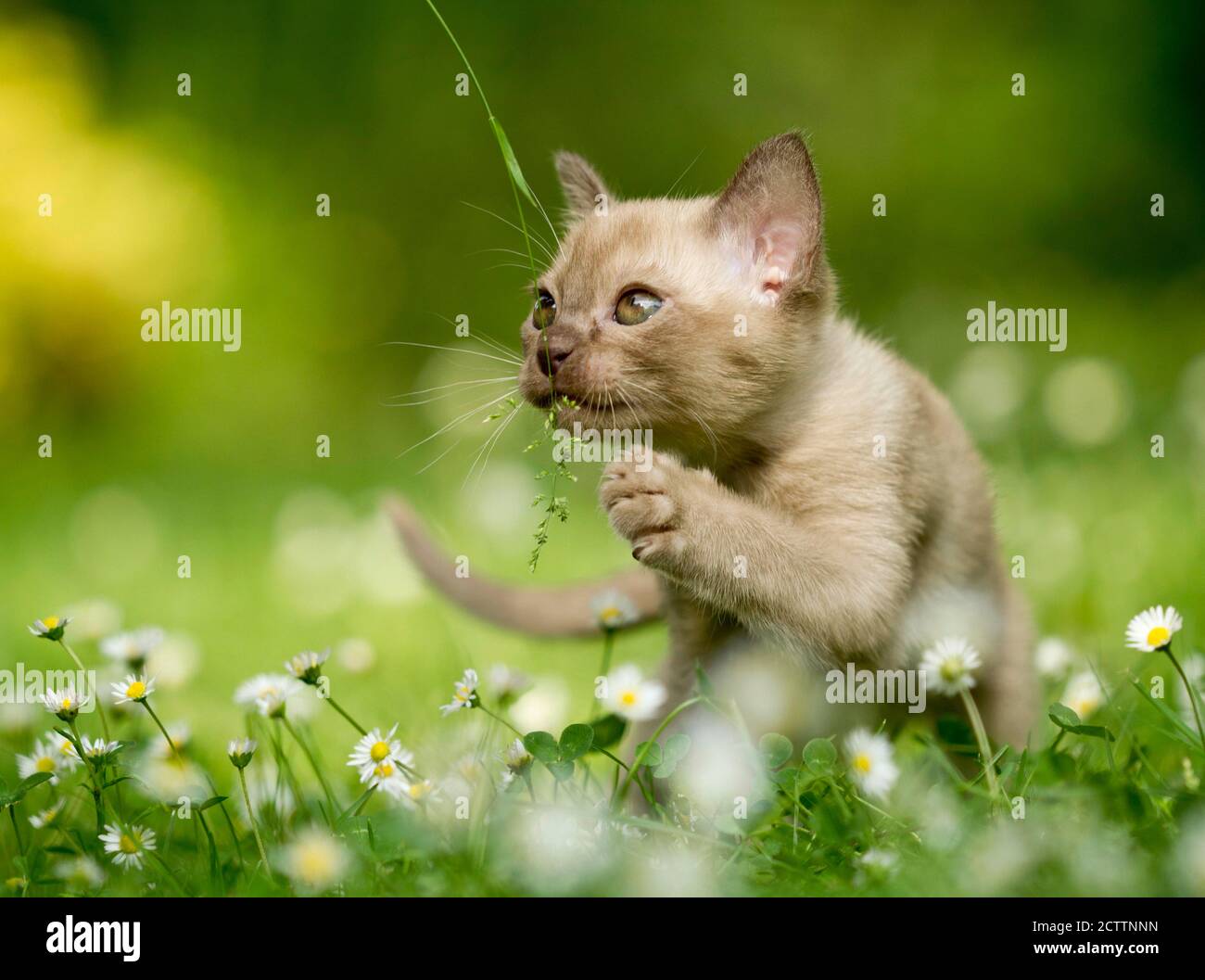 Gato birmano. Gatito jugando con hierba Foto de stock
