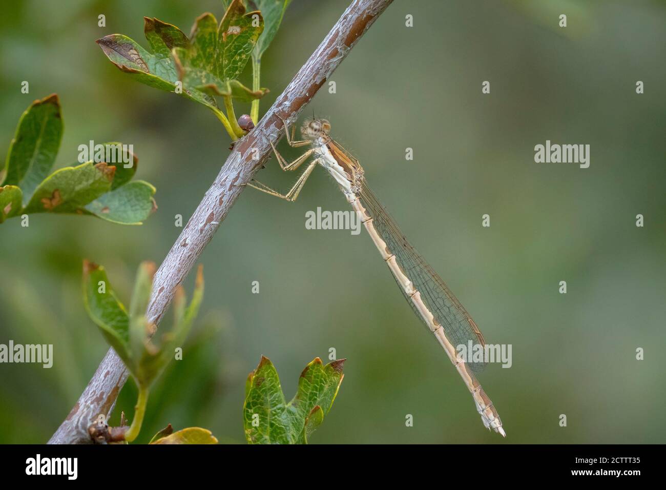 Común invierno damselfly macho, Sympema fusca, descansando sobre un tallo. Se pueden encontrar durante todo el año ya que durante el invierno como un adulto. Foto de stock
